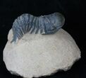 Crawling Crotalocephalina Trilobite #16670-3